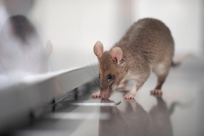could rodents help in the fight against tuberculosis?