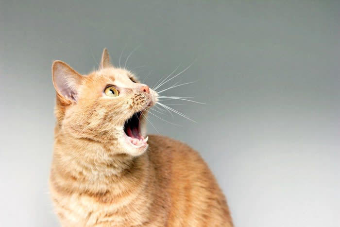 愛猫が死ぬかもしれない『飼い主のイタズラ』4選 絶対さけるべき理由も解説
