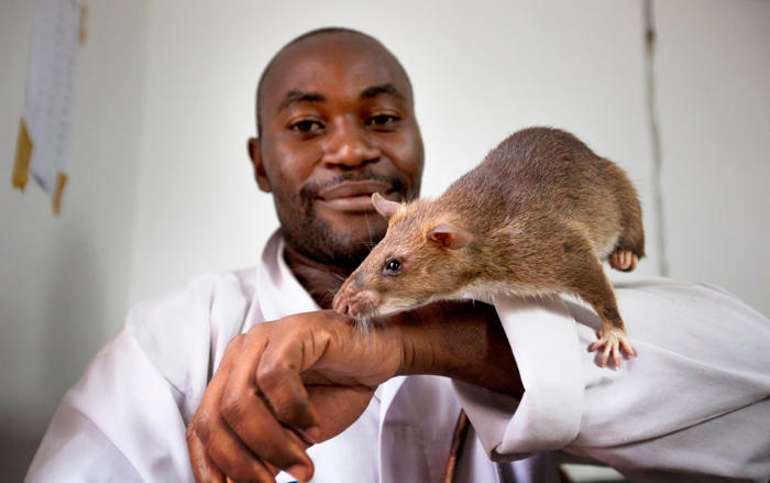 could rodents help in the fight against tuberculosis?