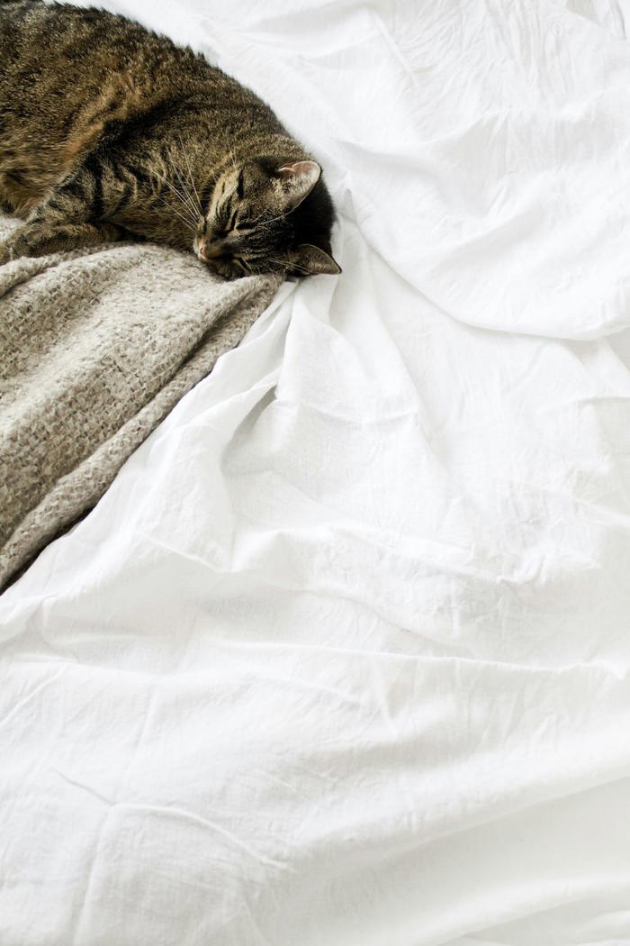 dormire con il proprio animale è un'abitudine salutare?