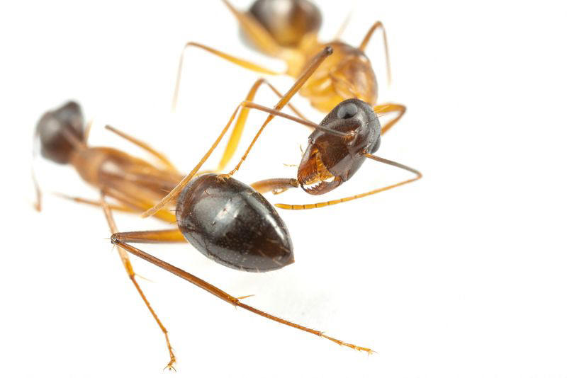 las hormigas amputan miembros a sus camaradas heridos para salvarles la vida