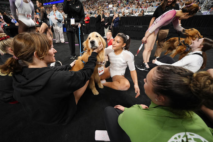 a golden retriever provided comfort and calm to gymnasts at the olympic trials. how pet therapy works.