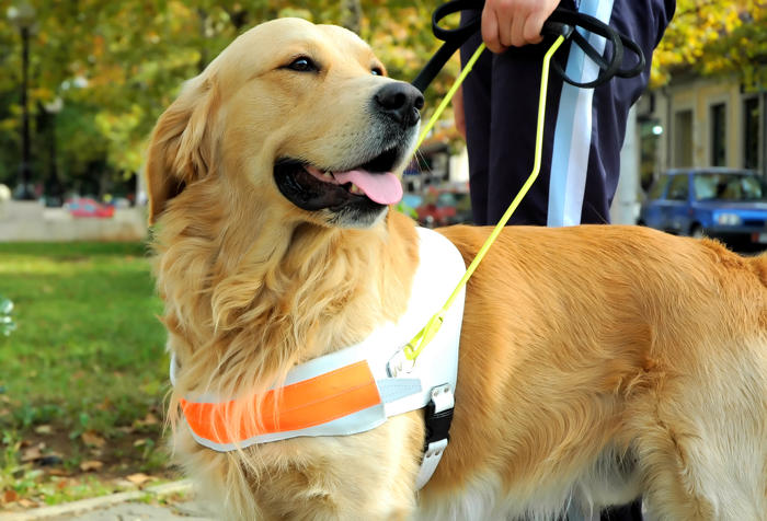 moment service dog halts play to alert owner of oncoming medical episode