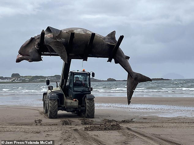 giant 24ft shark washes up on uk beach, as huge fish is forklifted