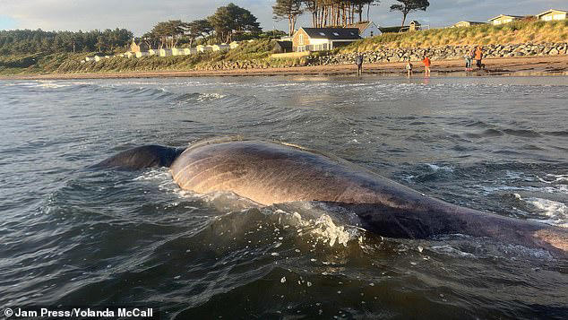 giant 24ft shark washes up on uk beach, as huge fish is forklifted
