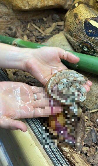 [수요동물원] ‘9년 독수공방’ 노총각 뱀의 출산에 사람들이 뒤집어졌다