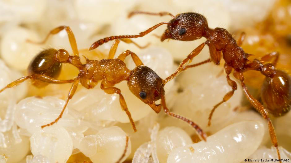 hormigas practican amputaciones exitosas para salvar a otras hormigas heridas, sugiere estudio