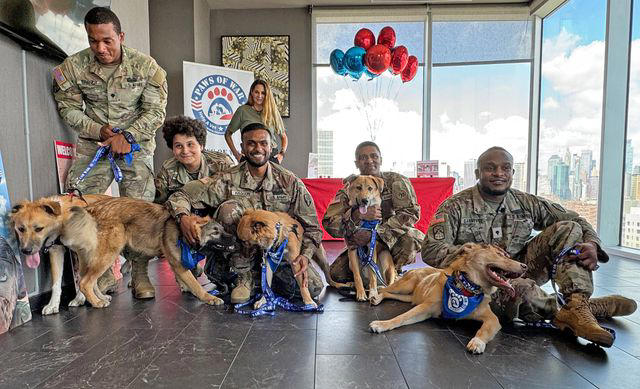 soldiers reunite with stray dogs they fell in love with during deployment and are now adopting as pets