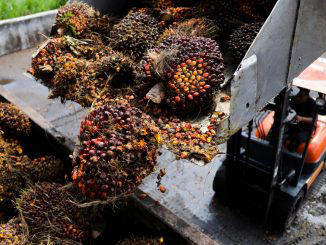 importação de óleo de palma pela índia atinge máxima em 6 meses em junho