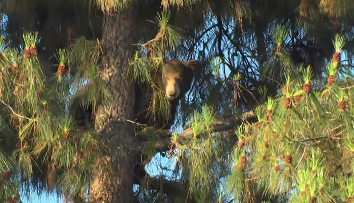un oso acampa en un árbol cerca de empresas en chatsworth