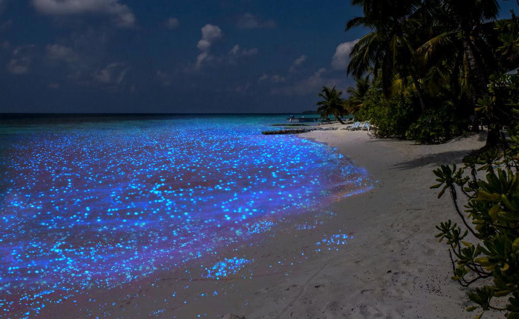 dónde está la laguna con bioluminiscencia más cercana a cdmx