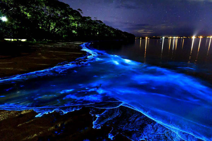 dónde está la laguna con bioluminiscencia más cercana a cdmx