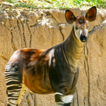 The Okapi – A Combination of a Deer and Zebra in One