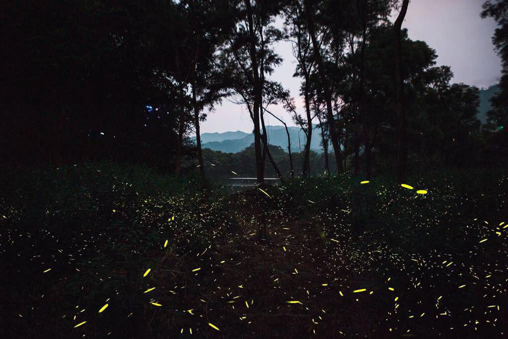 así es el paseo en lancha para ver luciérnagas en tlatlauquitepec