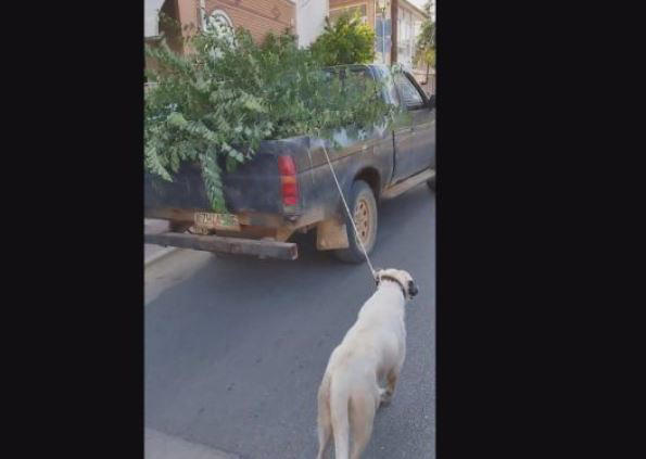 κοζάνη: έδεσε τον σκύλο του με σχοινί σε φορτηγάκι και τον έσυρε μέσα στο χωριό – βιντεο