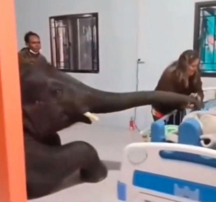 video: llevan a elefante a visitar a su cuidador al hospital y tienen un emotivo encuentro