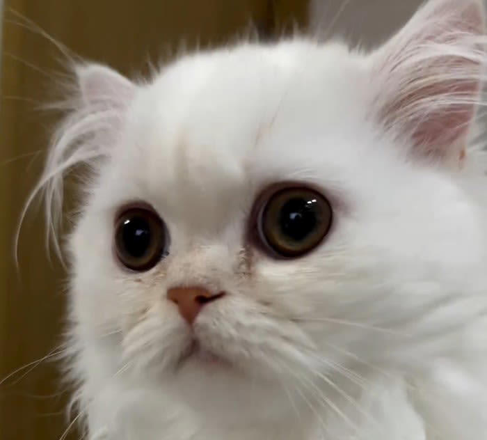 赤ちゃん猫が成長した結果…獣医でも分からなかった『衝撃の事実』に9万8000人注目「タマにあるよねｗ」「可愛いからｗ」驚きの声