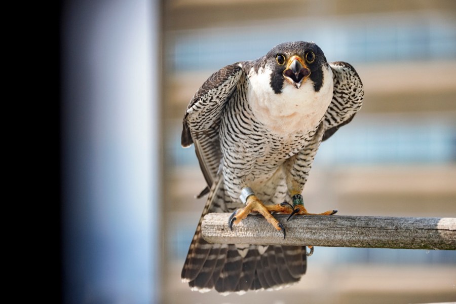 Change proposed to falconry permit in Pennsylvania; Game Commission to