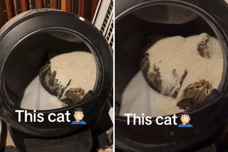 Screenshots from a June 28 TikTok video of an owner finding his cat in the automatic litter tray. The cat looked like he was using the litter tray as a napping spot.