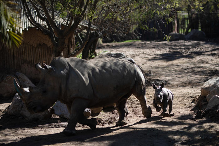 nace silverio en el buin zoo: es el tercer rinoceronte blanco reproducido en sudamérica