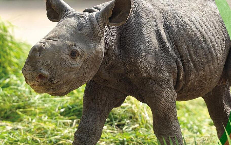¡bienvenido silverio! buin zoo confirmó el nacimiento de una cría de rinoceronte blanco: es el tercero que nace en el recinto y en sudamérica