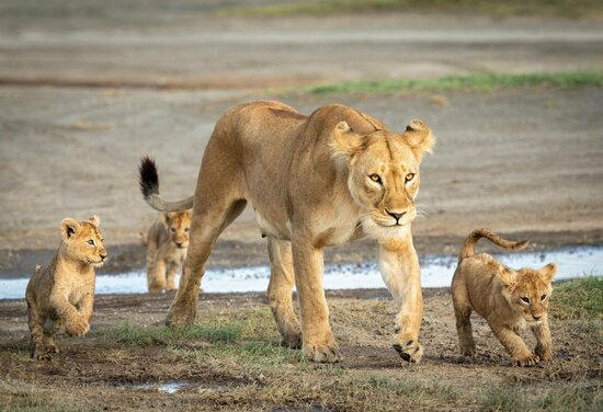 オリックスやガゼルの赤ちゃんをまるで「我が子」のように世話をする…「草食動物」を育てる驚きの“雌ライオン”の意外な真実とは？