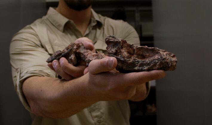 fóssil de espécie que viveu há 237 milhões de anos é encontrado por médico no rs; veja qual é