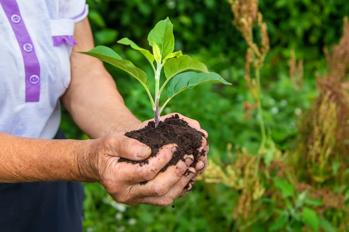 8 Ways To Turn Your Backyard Into a Wildlife Sanctuary