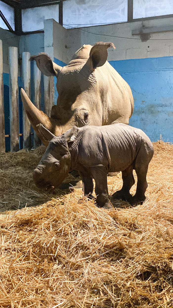 nace silverio en el buin zoo: es el tercer rinoceronte blanco reproducido en sudamérica