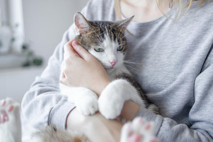 why cats meow at humans more than each other