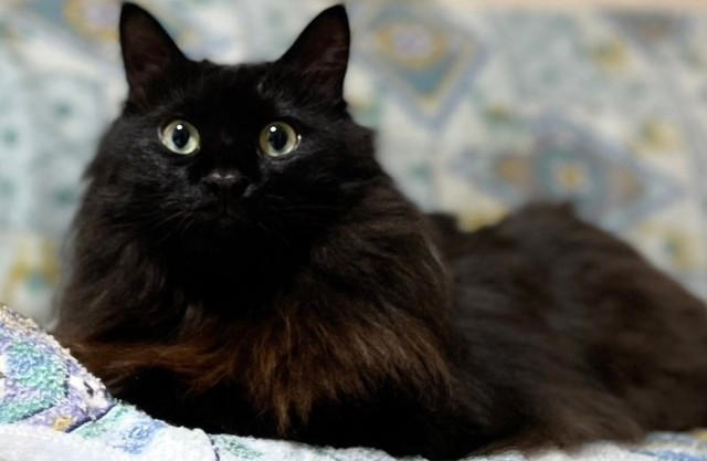 最愛の息子を亡くした男性が出会った小さな黒猫 息も絶え絶えだったが、ご飯モリモリわんぱくに「命に代えても守る。必ず幸せに」と誓った