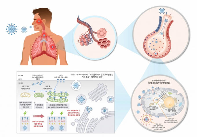 코로나19 바이러스 인체 침투 복제 원리와 신속 대량 증식 원리를 표현한 모식도 /사진=한국화학연구원