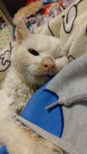 25歳で亡くなった長寿猫・へちまちゃん。飼い主さんが「最後の姿まで私の自慢です」と言い切る理由に涙
