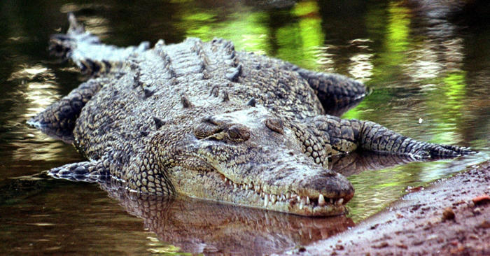 12-jährige in australien wahrscheinlich von krokodil getötet