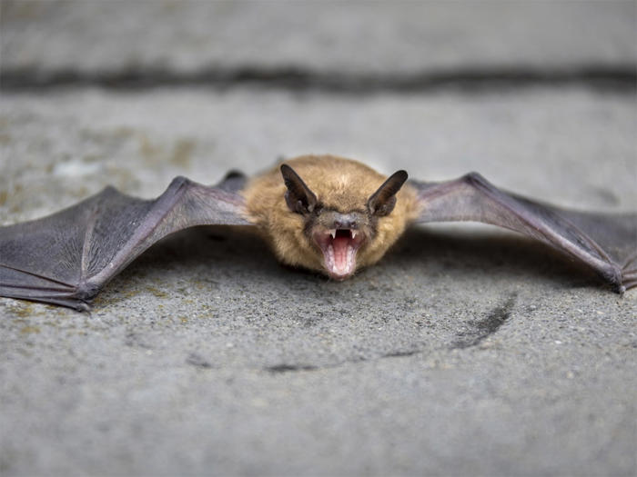 descubren que murciélagos salvajes poseen habilidades cognitivas ‘humanas’