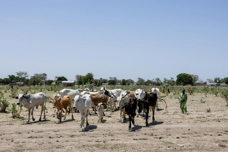 dans un parc naturel du tchad, le vif conflit homme-faune pour les agriculteurs