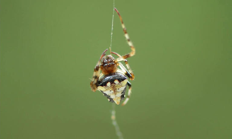 13 Yellow and Black Spiders (With Pictures of Each!)