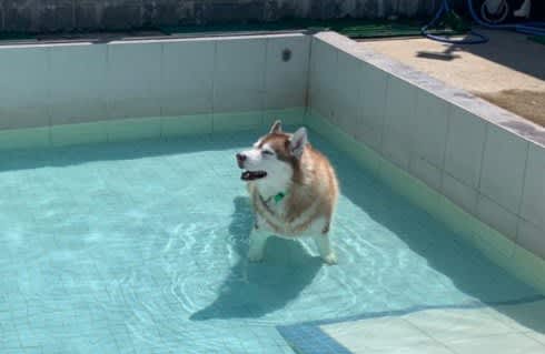 ハスキー犬がプールに入った結果…まさかの『別の犬種』になる光景