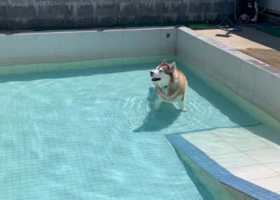 ハスキー犬がプールに入った結果…まさかの『別の犬種』になる光景が172万表示「シベリアンコーギーは草」「光の屈折で脚がｗ」と爆笑