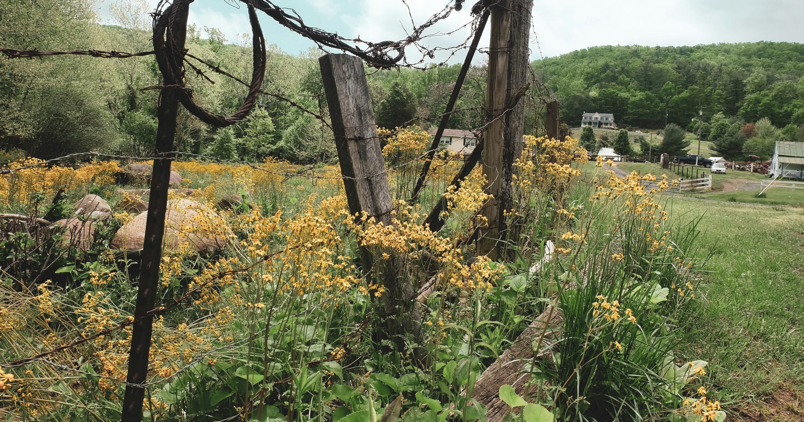 Why Everyone's Talking About These Native Plants Right Now