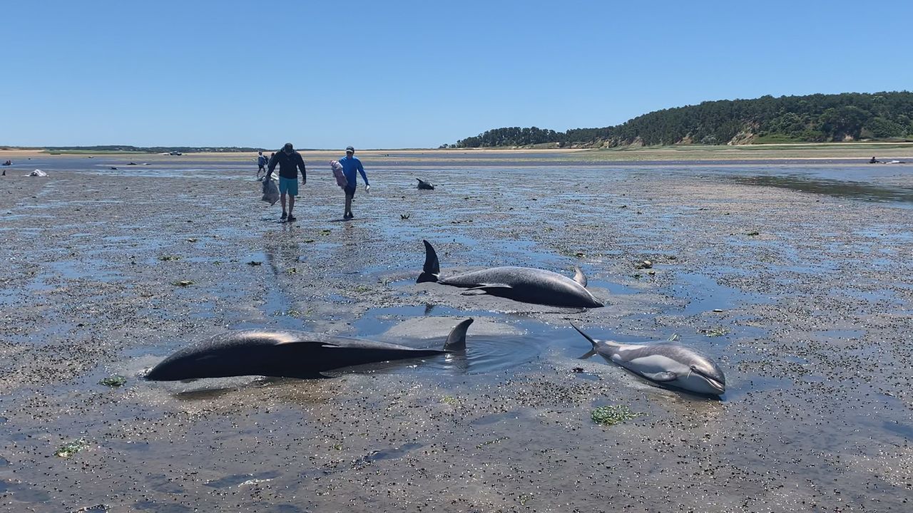 Over 100 Dolphins Beached In Cape Cod Mass Stranding