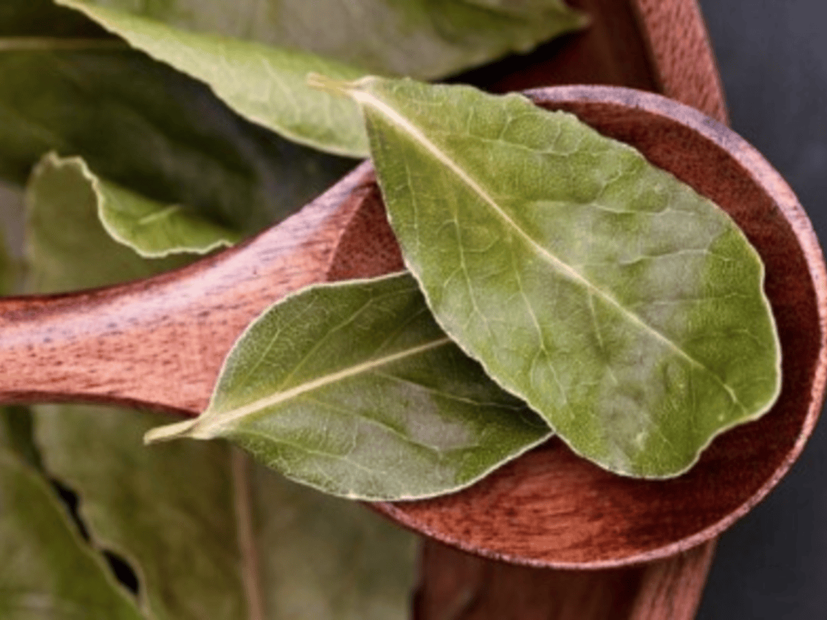 Para Qué Sirve El Té De Laurel Y Cuáles Son Sus Beneficios Para La Salud