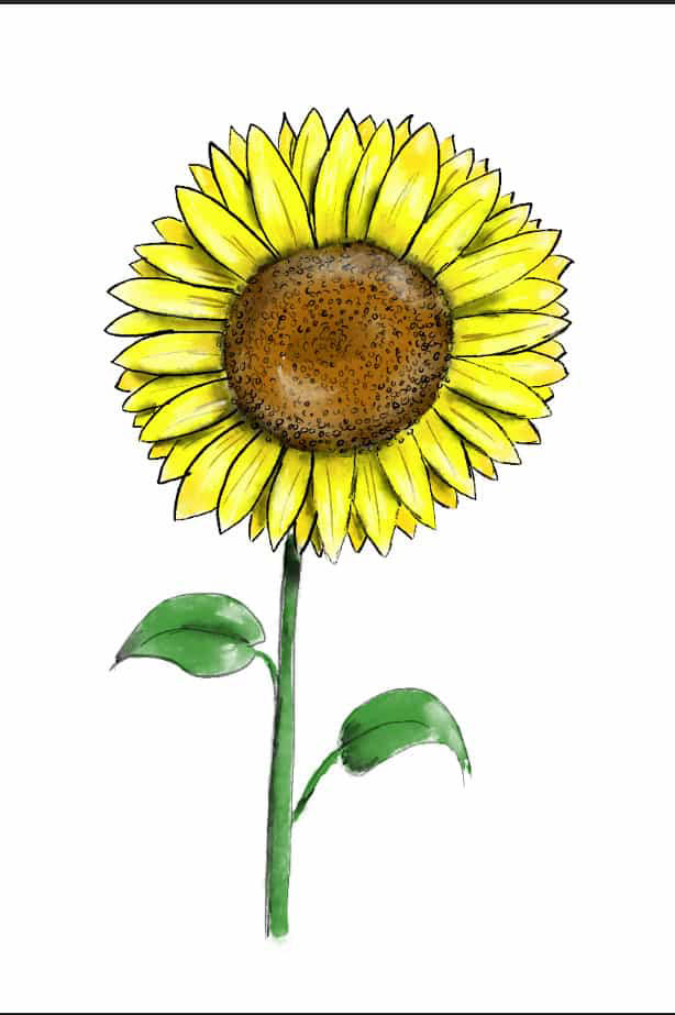 how to draw sunflowers