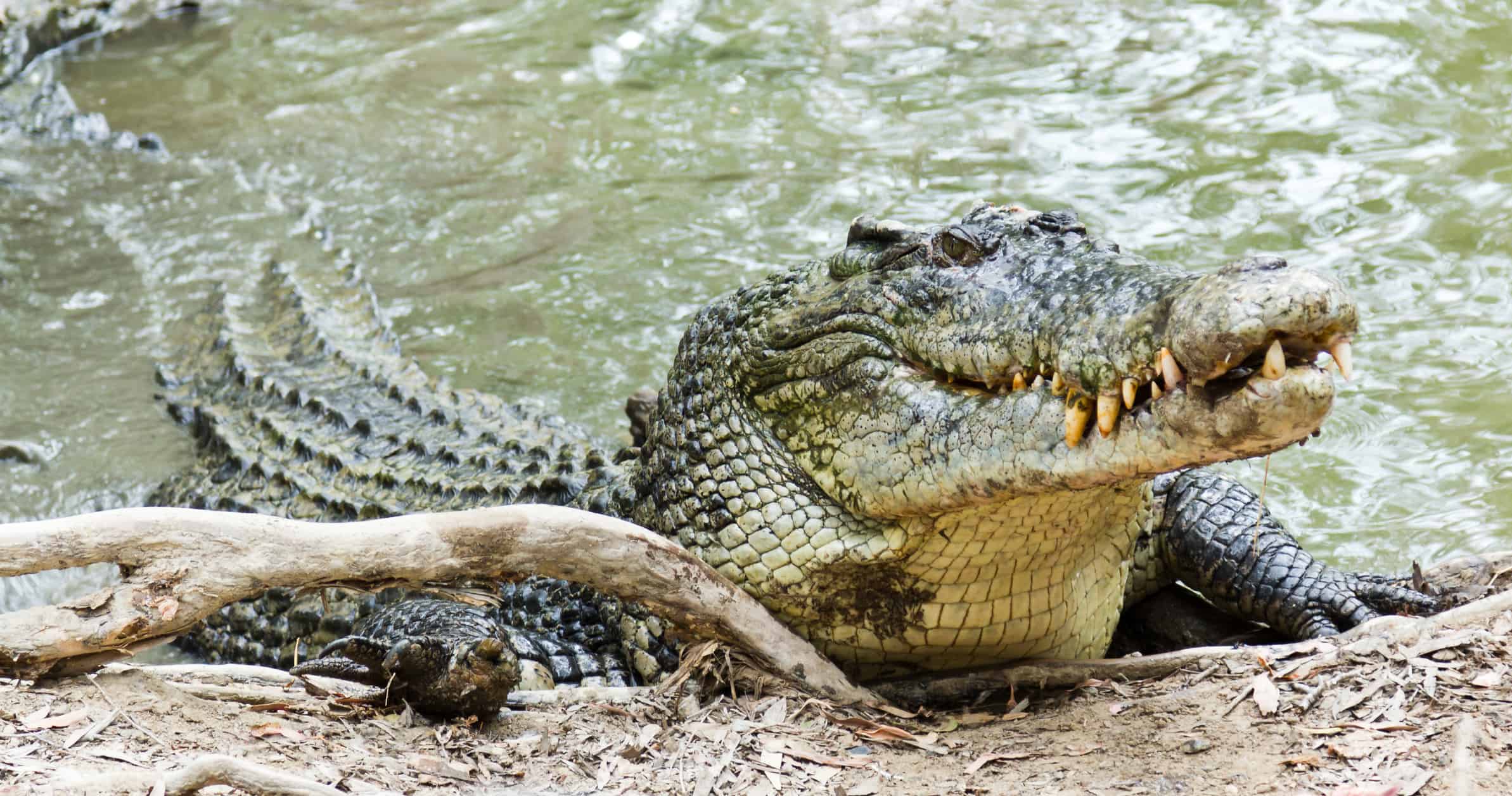 Meet 'Dominator' - The Largest Crocodile In The World, And As Big As A ...