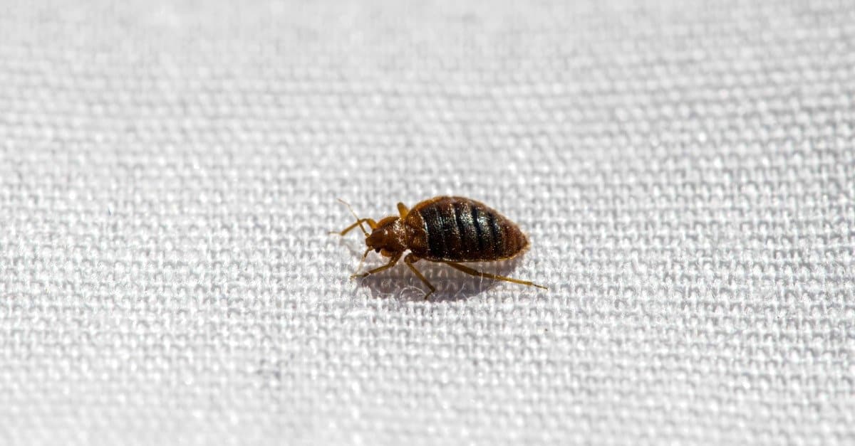 4 Smells Bed Bugs Absolutely Hate