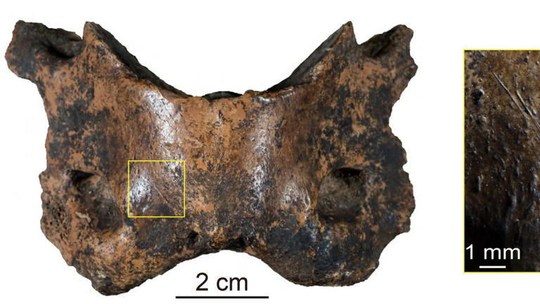 Many of the bones recovered from Baishiya Karst Cave, like this spotted hyena vertebra, contain traces of human activities such as cut marks. - Dongju Zhang’s group/Lanzhou University