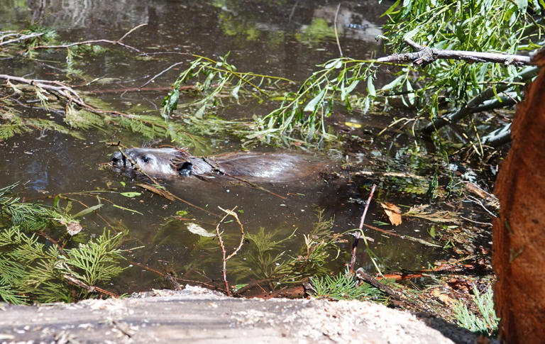 Will beavers help fight drought and wildfires in California? This ...