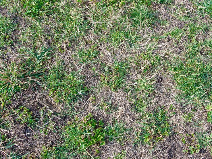 Rasen düngen AbfallTrick ist die beste Lösung für einen grünen Garten