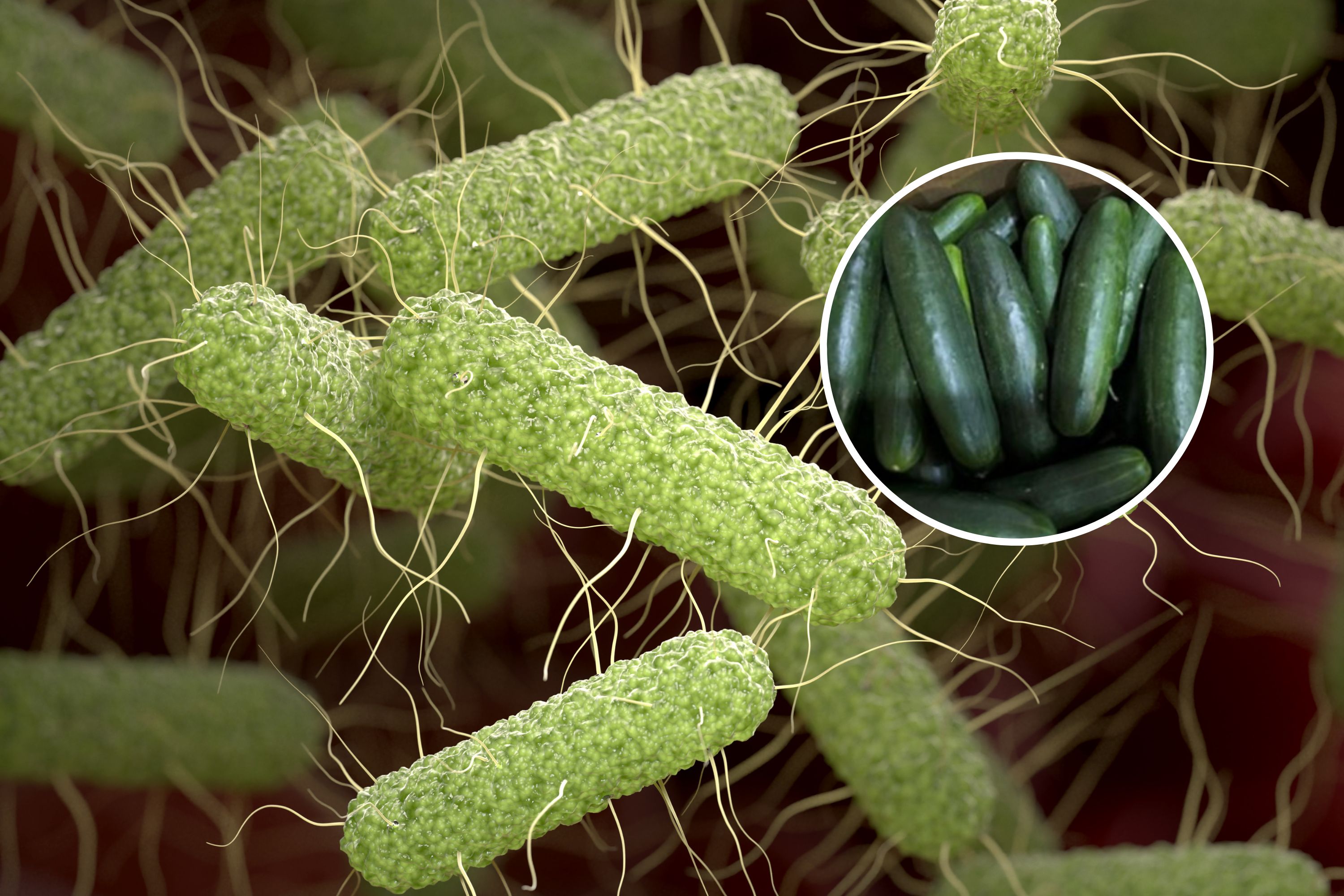 Cucumber Recall Update As Salmonella Outbreak Linked To Untreated Water