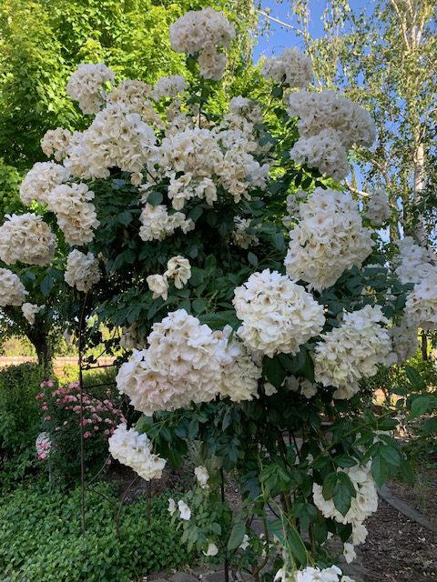 Sally Holmes, a super climbing rose | Red Bluff Garden Club